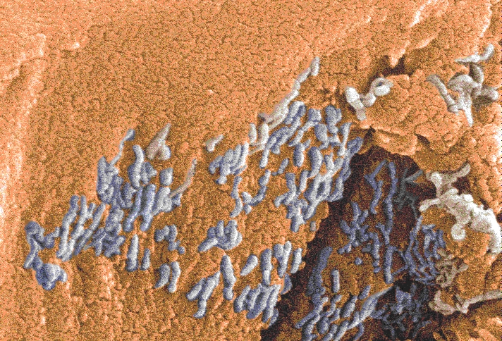 MS-10349